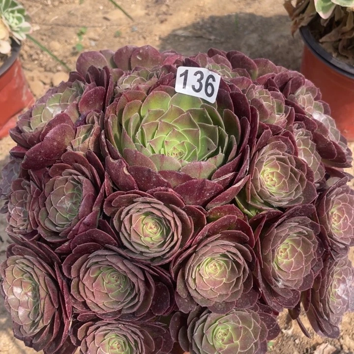 开**者136多肉植物万圣节