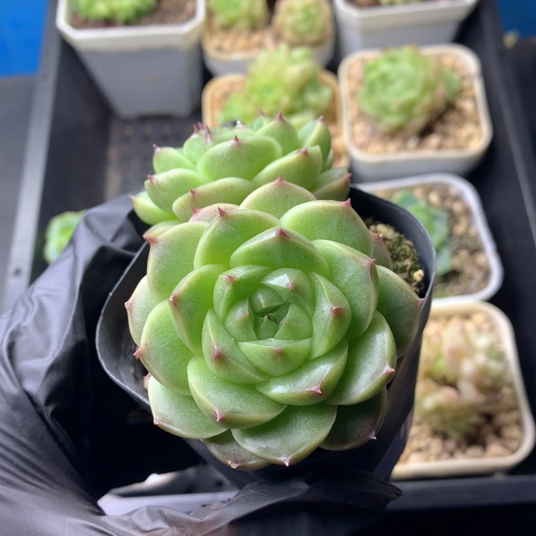 58包邮  群生不包整 122