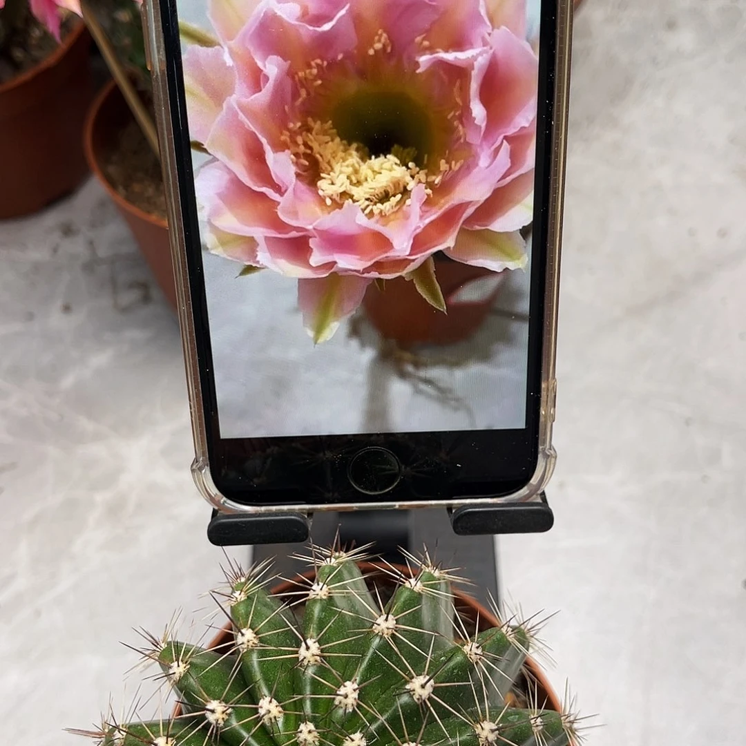 彩草云婉8公分左右