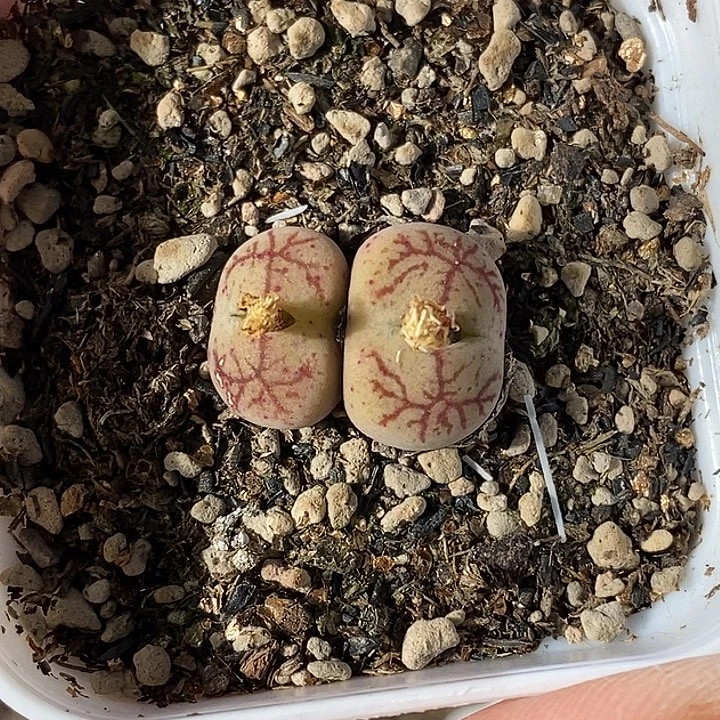 不*定1224-112-札记脱土。