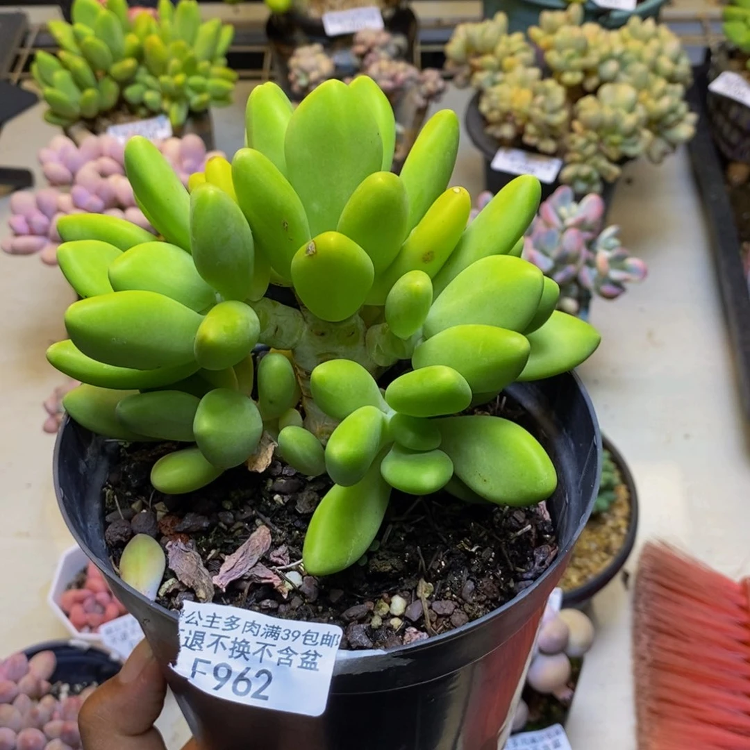 清***零962金蟾芒果奶多肉10cm