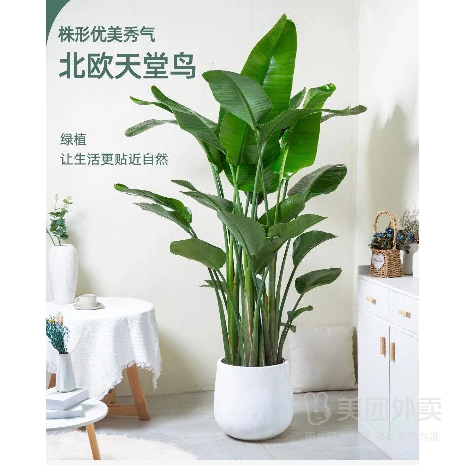 【天堂鸟】客厅绿植家居办公绿植新房除甲醛送朋友乔迁之喜（提前一天预订）约1.6-1.7m