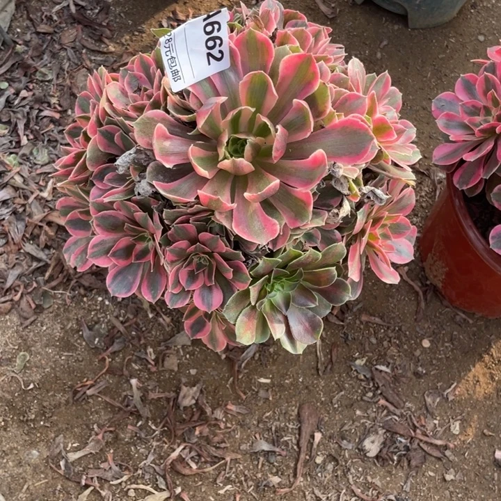 多肉粉女妖法师662