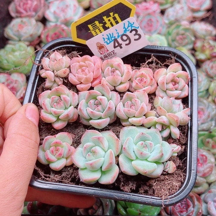 多肉植物多肉植物