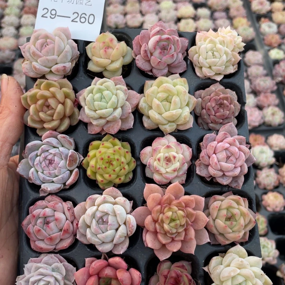 一物一拍20棵小苗29-260