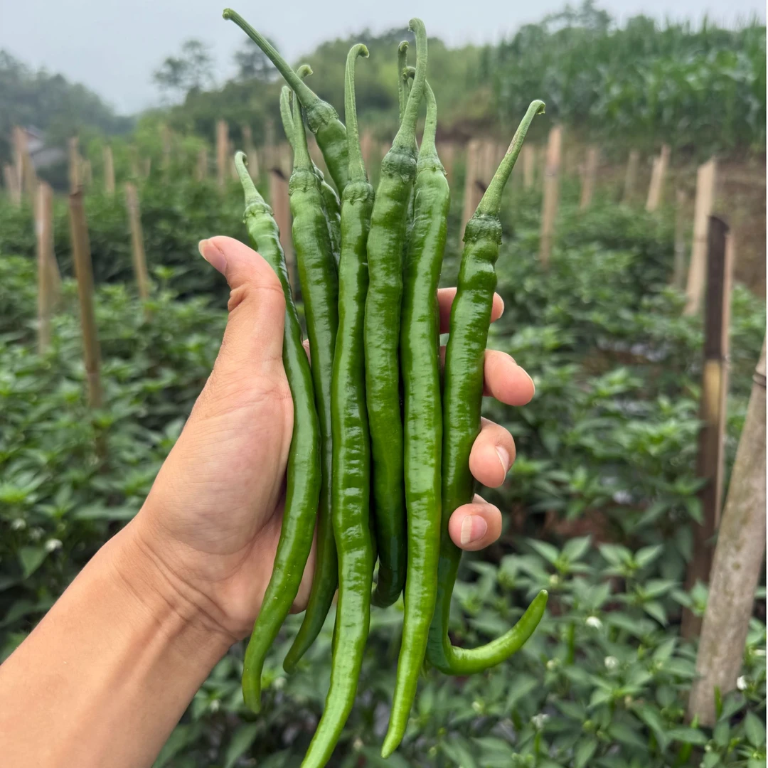 重庆农家土辣椒老品种薄皮土海椒特香小时候味道二荆条尖椒