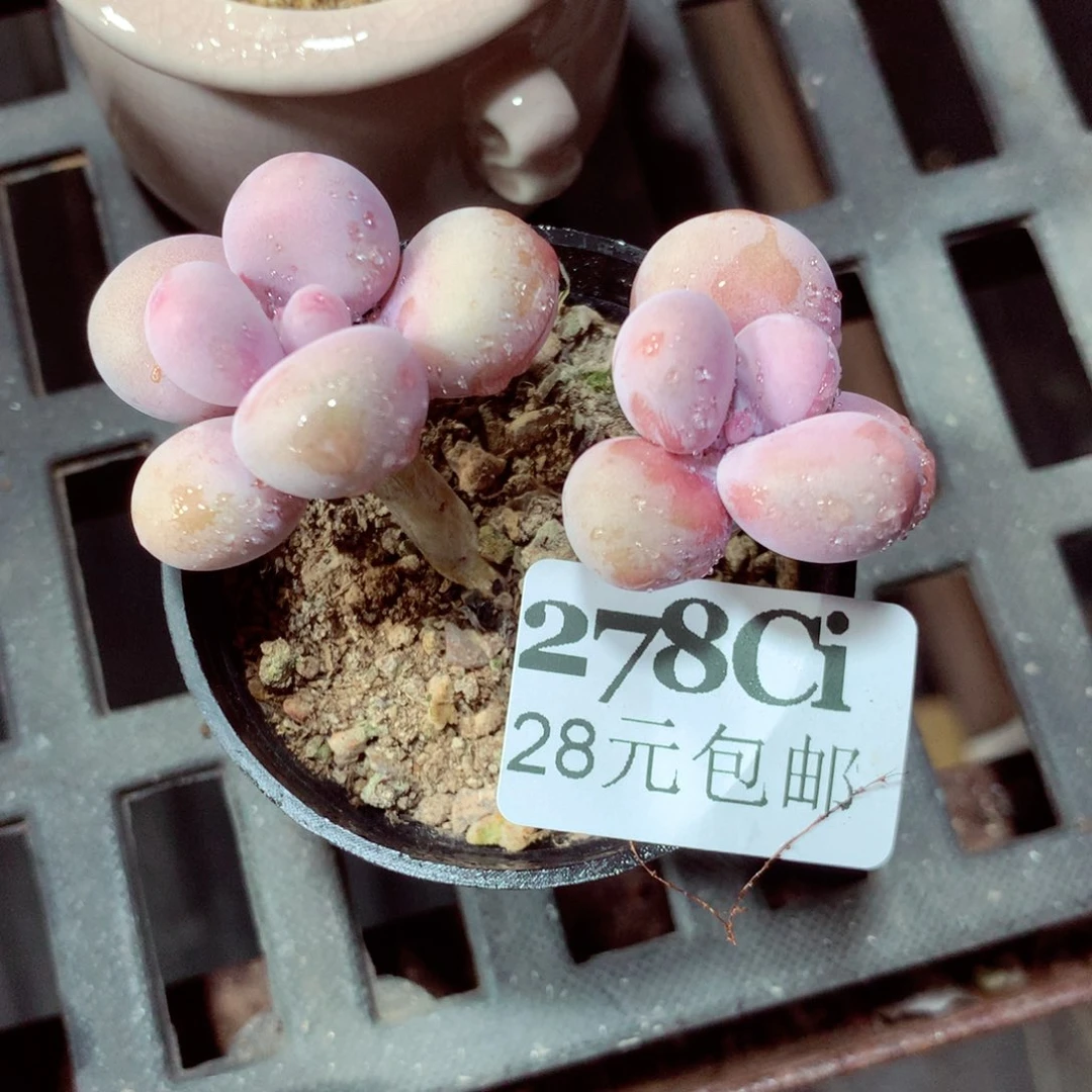 5厘米盆精控多肉278