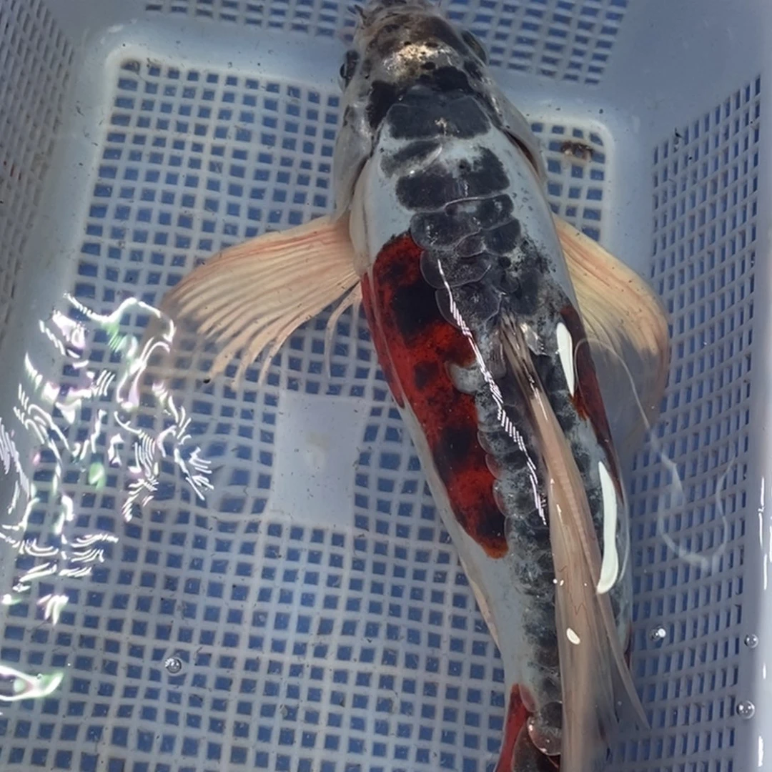 锦鲤冷水锦鲤包邮