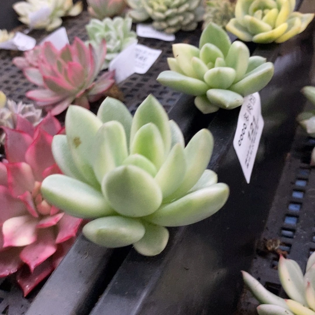 小*吖奶油鳄梨覆轮锦炸多肉植物