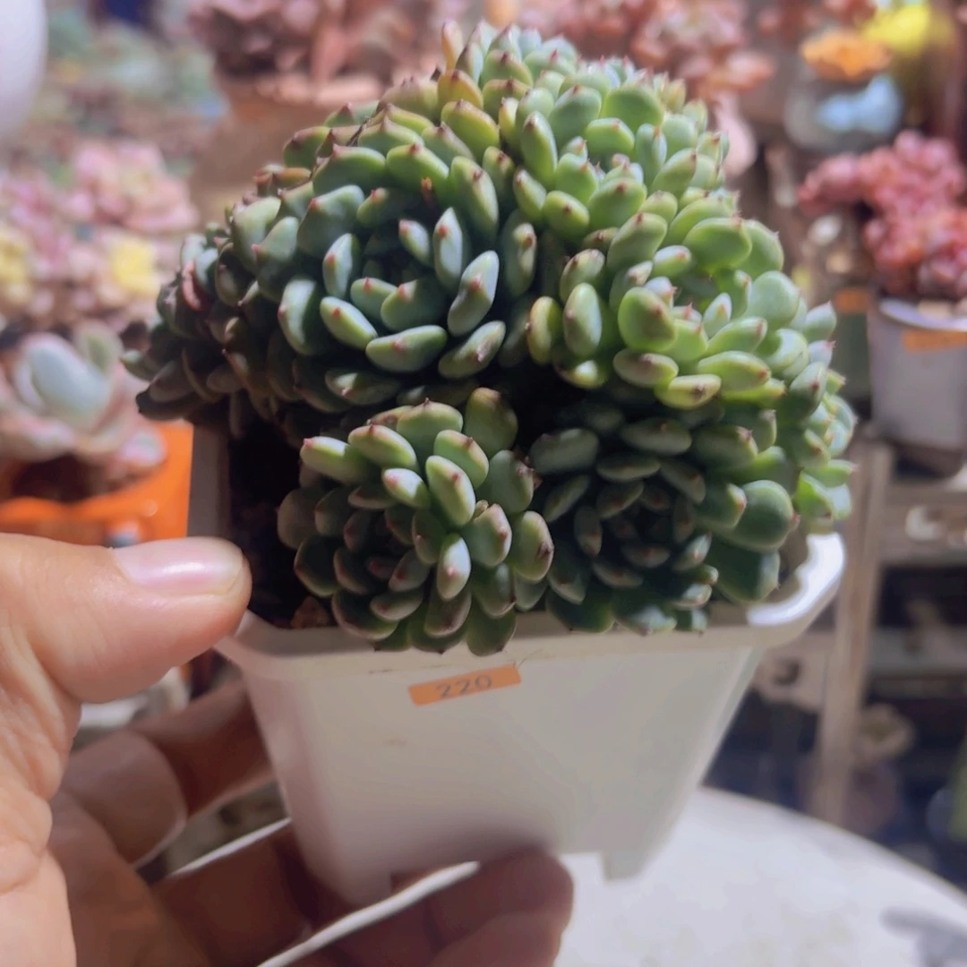 框拍一物一拍编号220