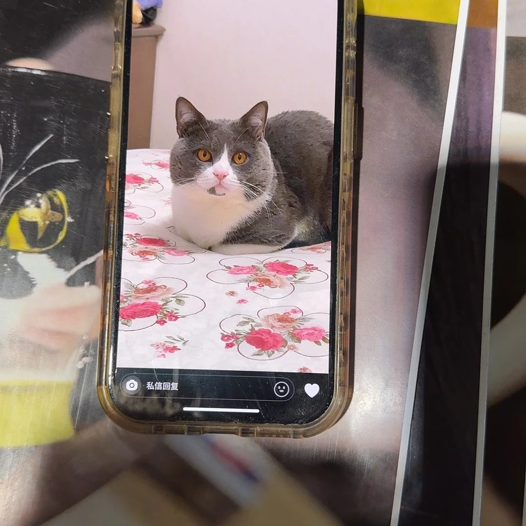 五***瑾预定蓝白猫猫杯一个半月