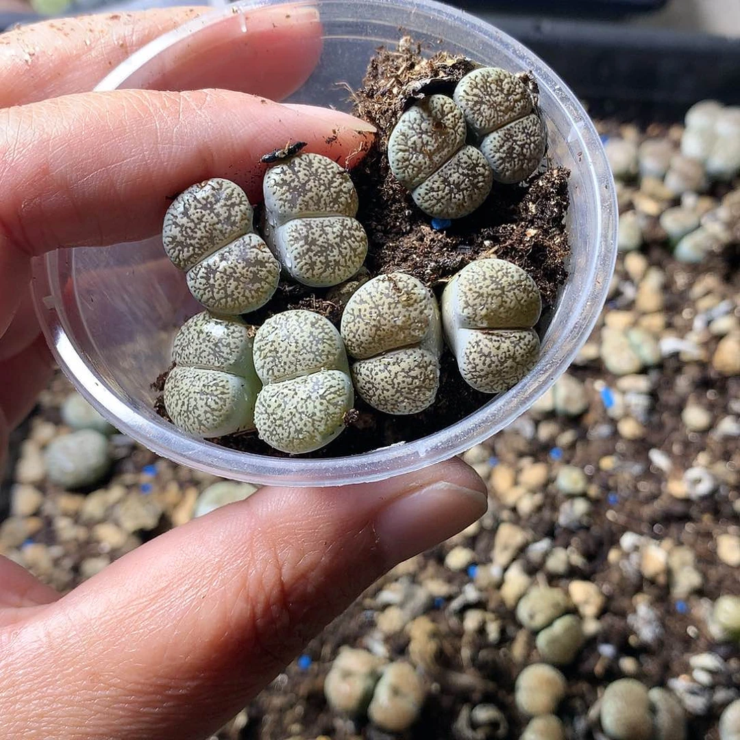 P460多肉植物保护