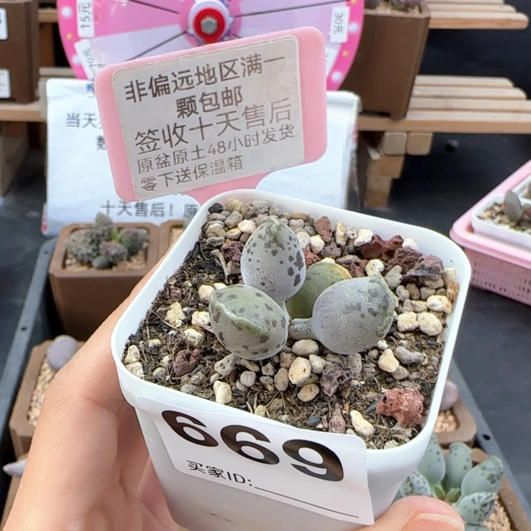 669丸叶海报多肉