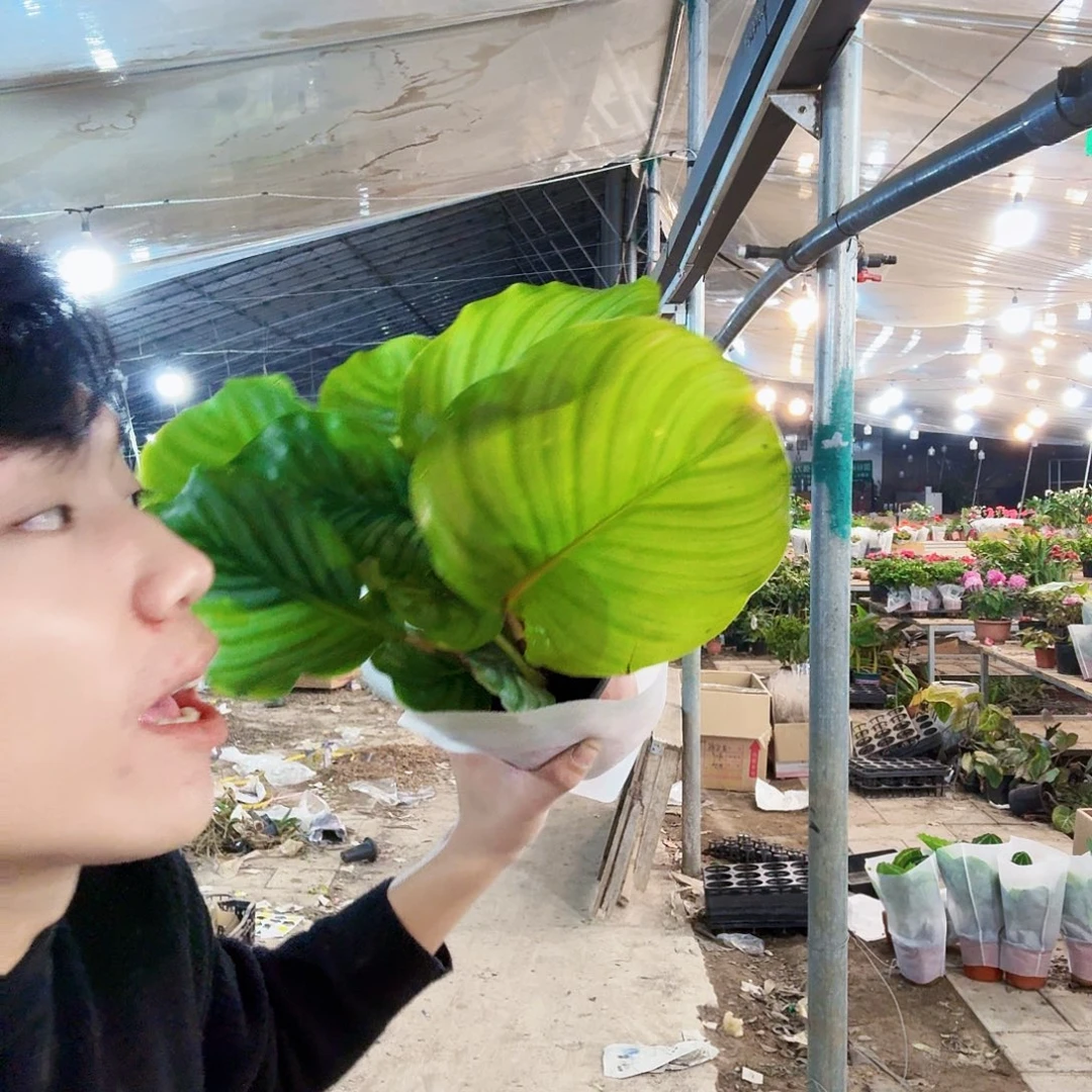 完全开放处理黄点苹果竹芋无售后