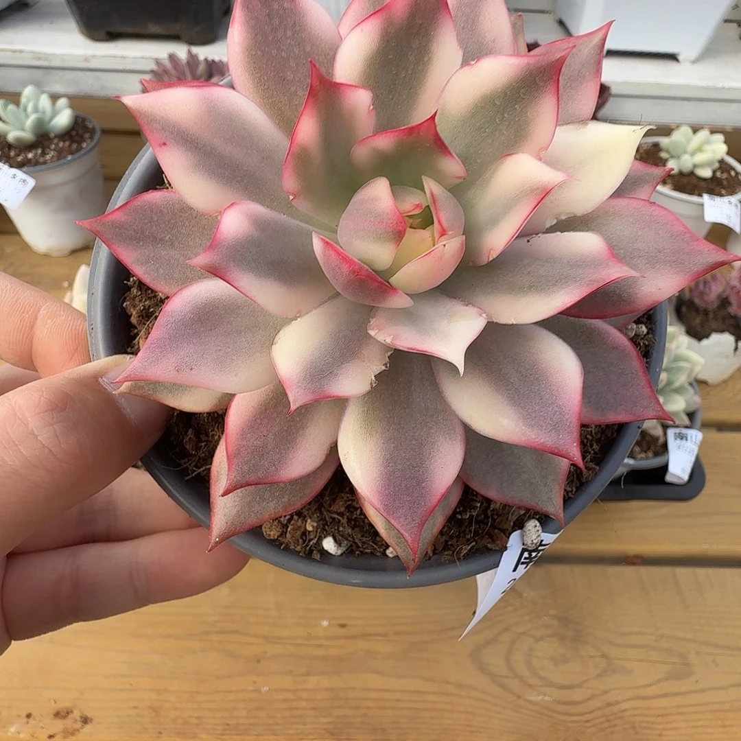 宝莲灯锦111112-123