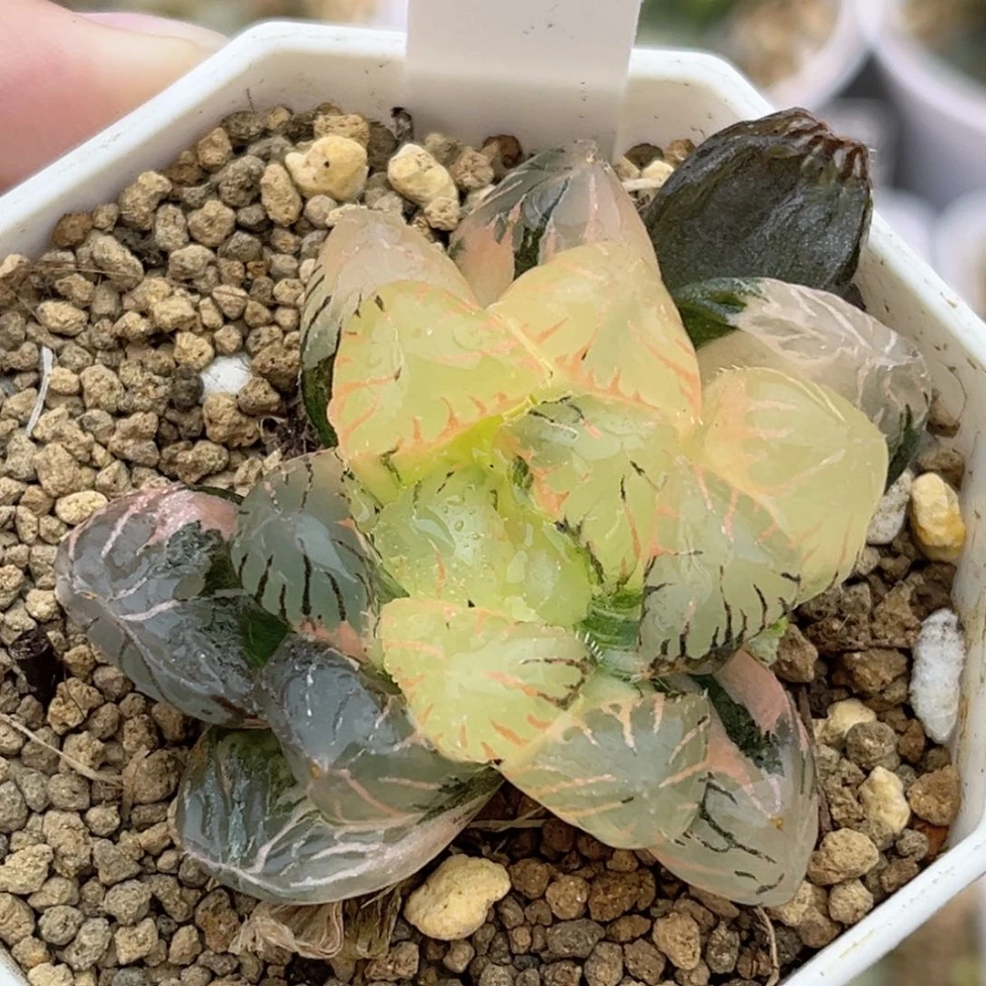 41紫罗兰玉露锦福利专场