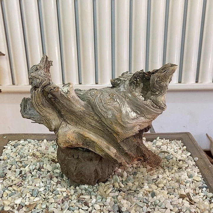 柏木崖柏根雕天然艺术