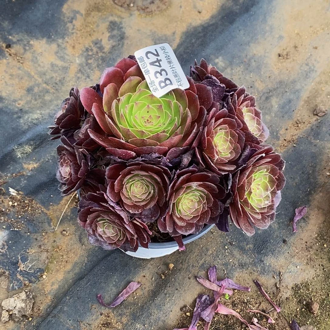 342桃花石多肉法师锦