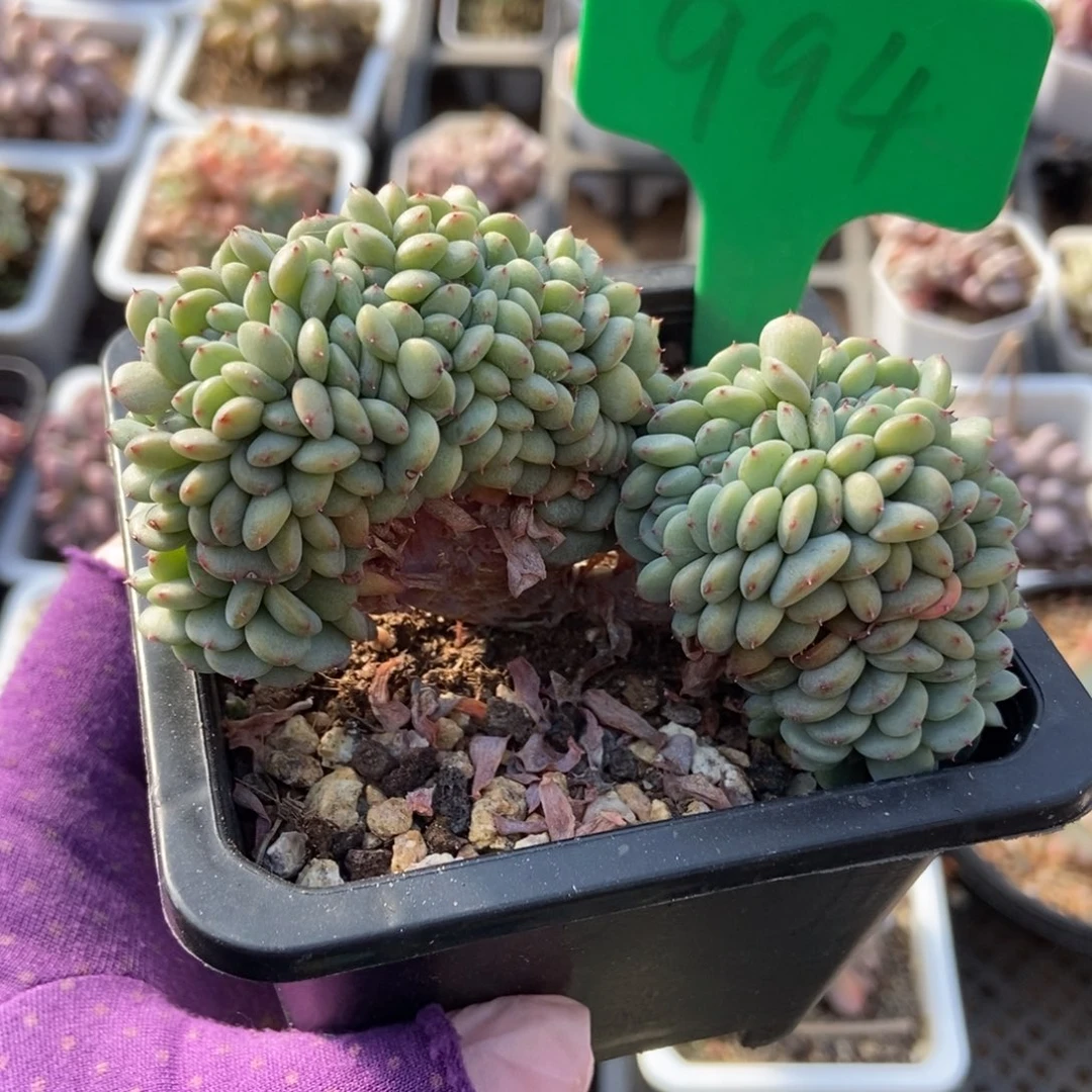994白胖子缀多肉植物保护