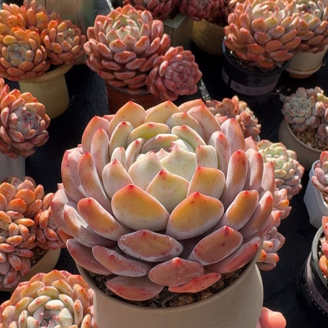 宝塔型单头，冠幅12左右