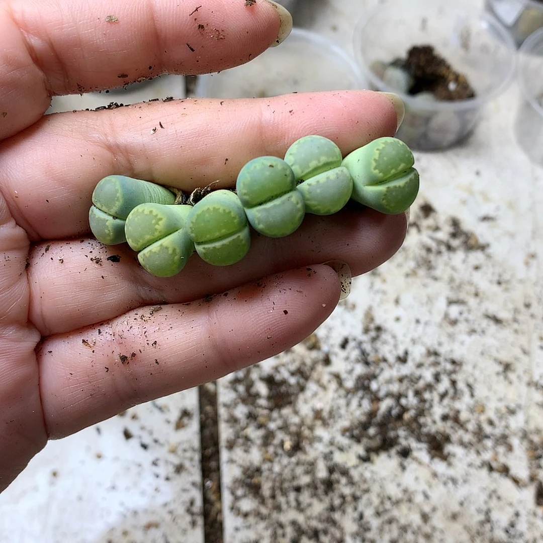 青*G373多肉植物保护