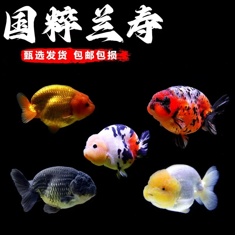 兰寿金鱼小型淡水冷水好养纯种国粹泰狮活鱼鹤顶红锦鲤观赏鱼