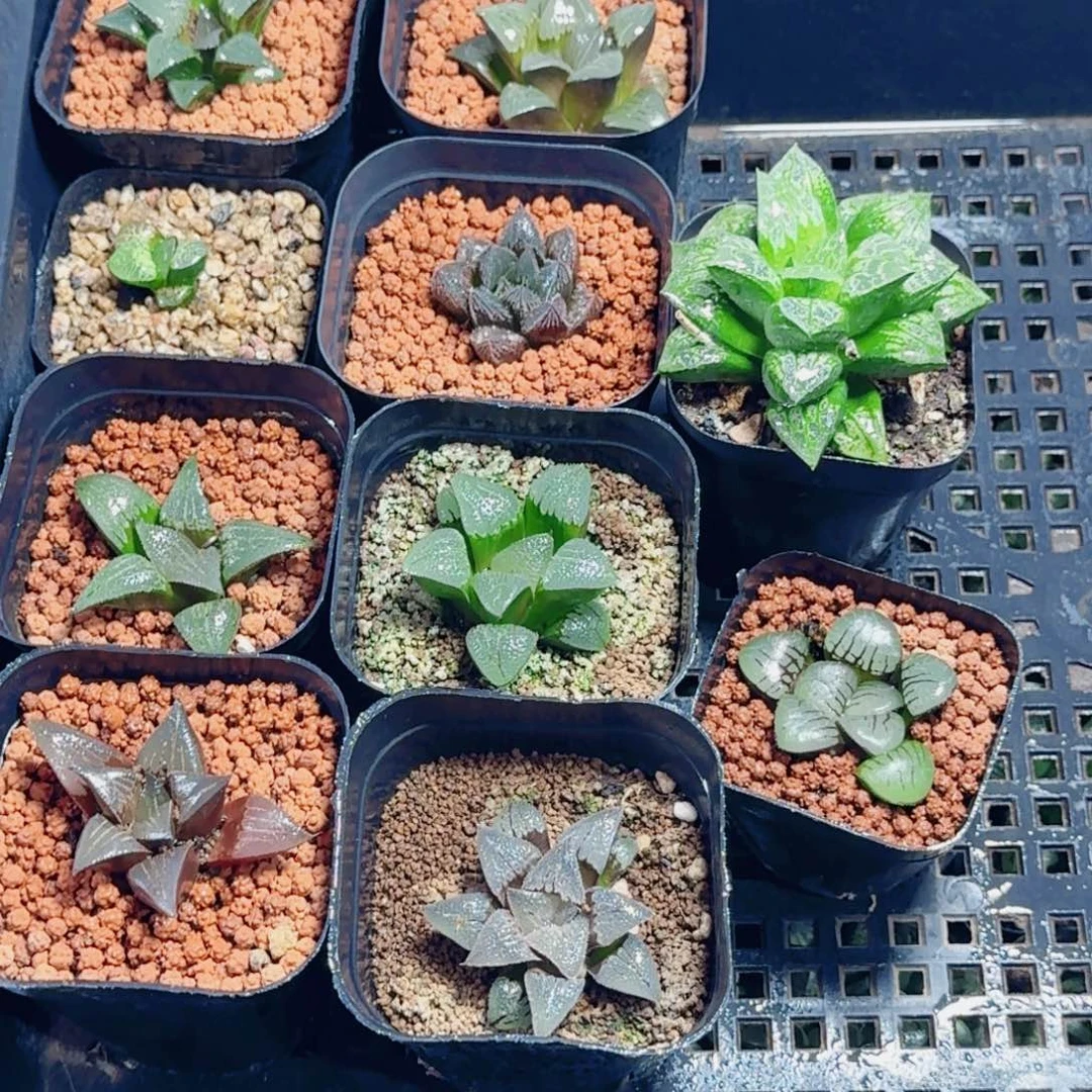 传***云十二卷 10颗福利套餐