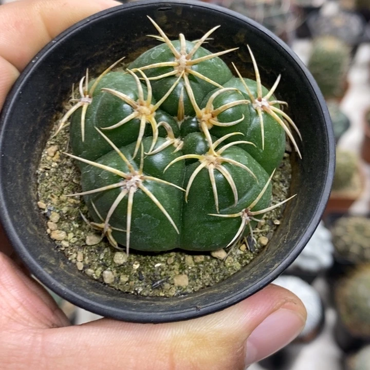 实生五棱高木海王特价