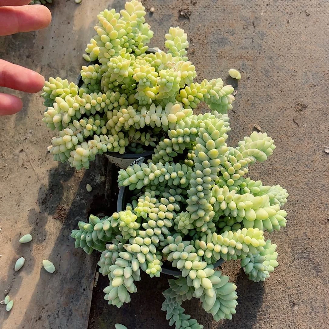 彩虹玉坠散装带盆土两盆