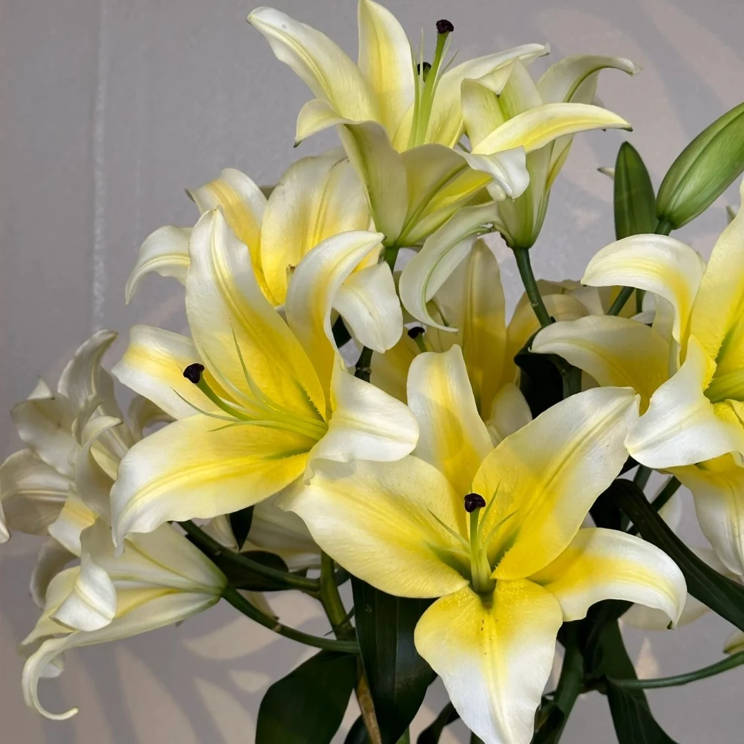 【曼妮莎】真·黄天霸 16/18 OT系列浓香型进口百合种球多年生栽种