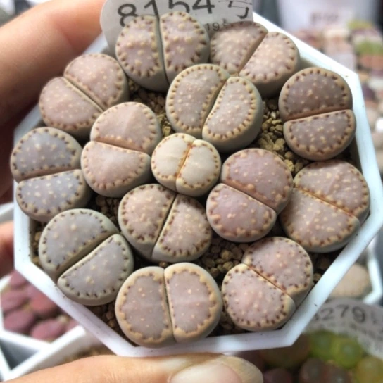 8154，粉色饼干如图一物一拍