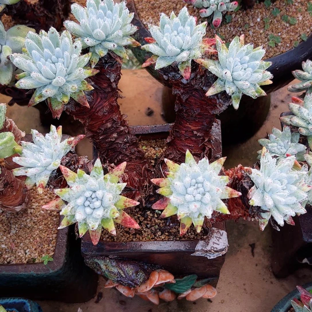 2782漠然一苹果叶仙女杯