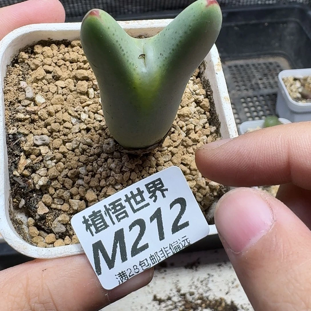 多肉植物的润泽gnn