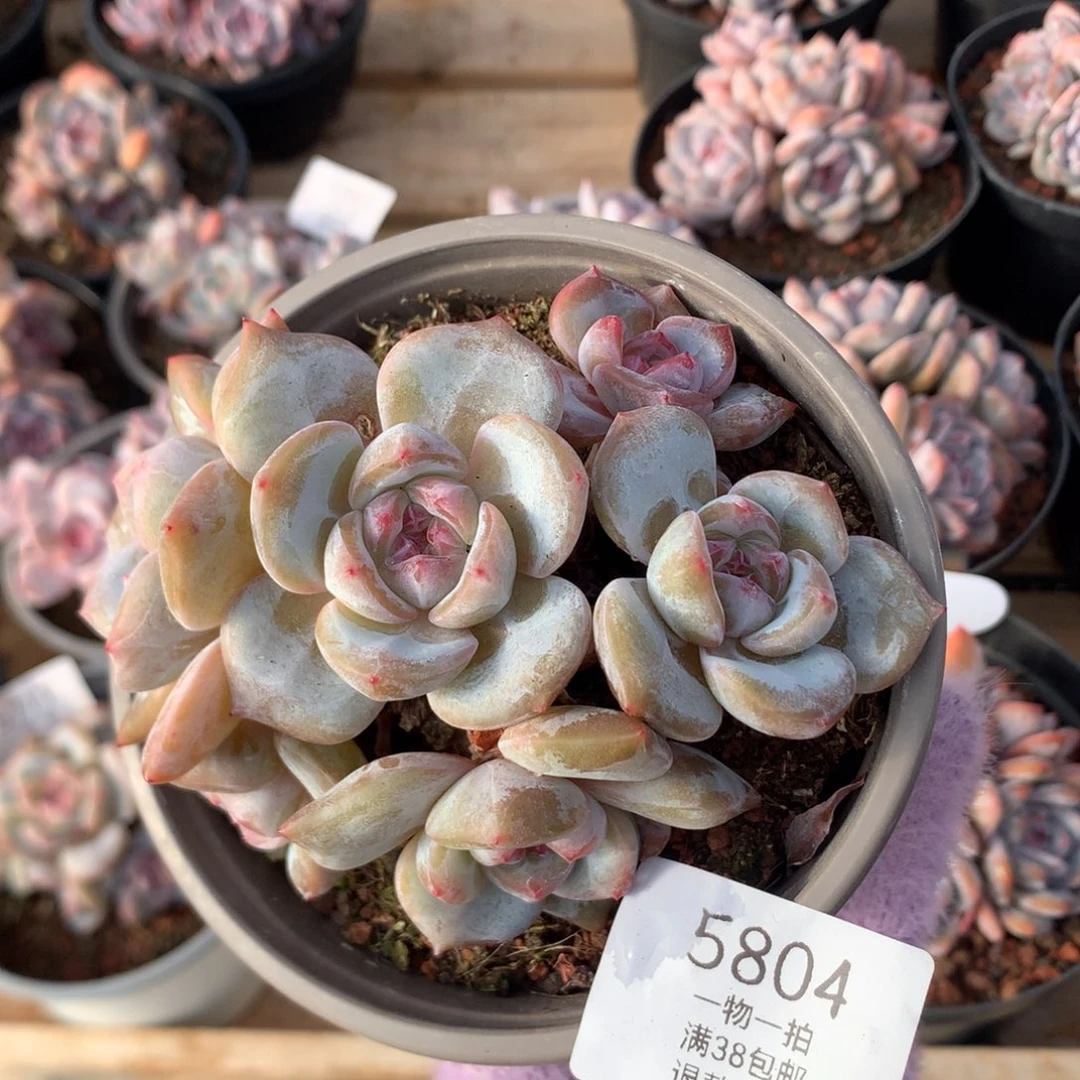 12厘米六头有砍绿底油透脸石榴籽 小脸 5804