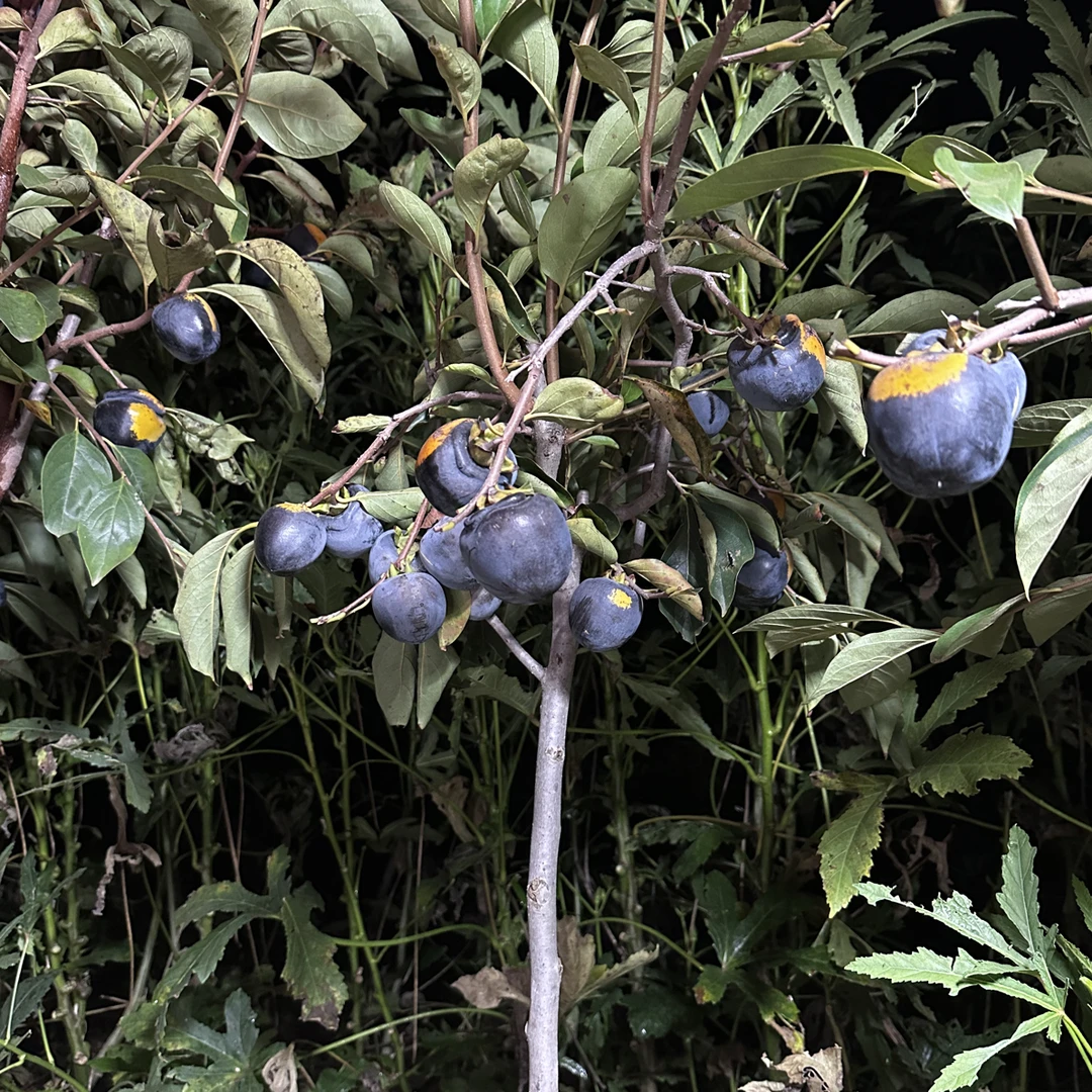 柿子树苗别墅庭院种植黑柿子