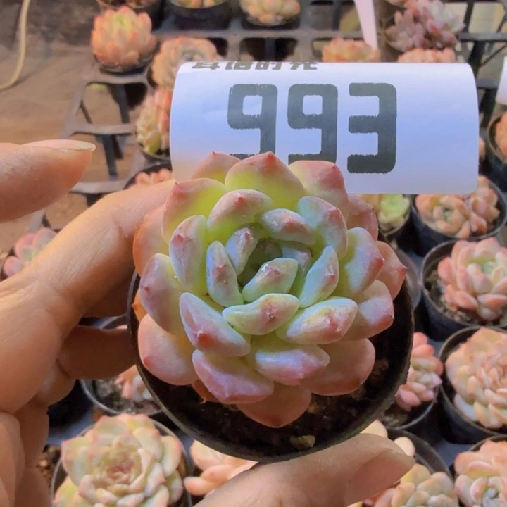 993.qqqwwwwwwwwwww