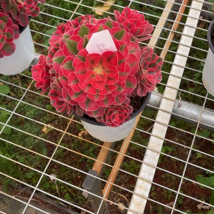 云南水蜜桃好看55号
