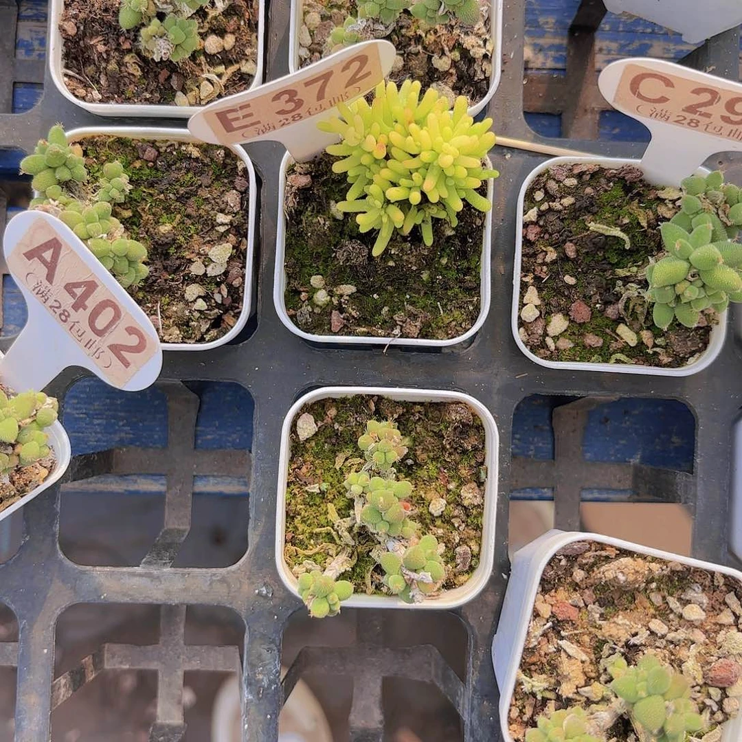 E372糖球锦一物一拍