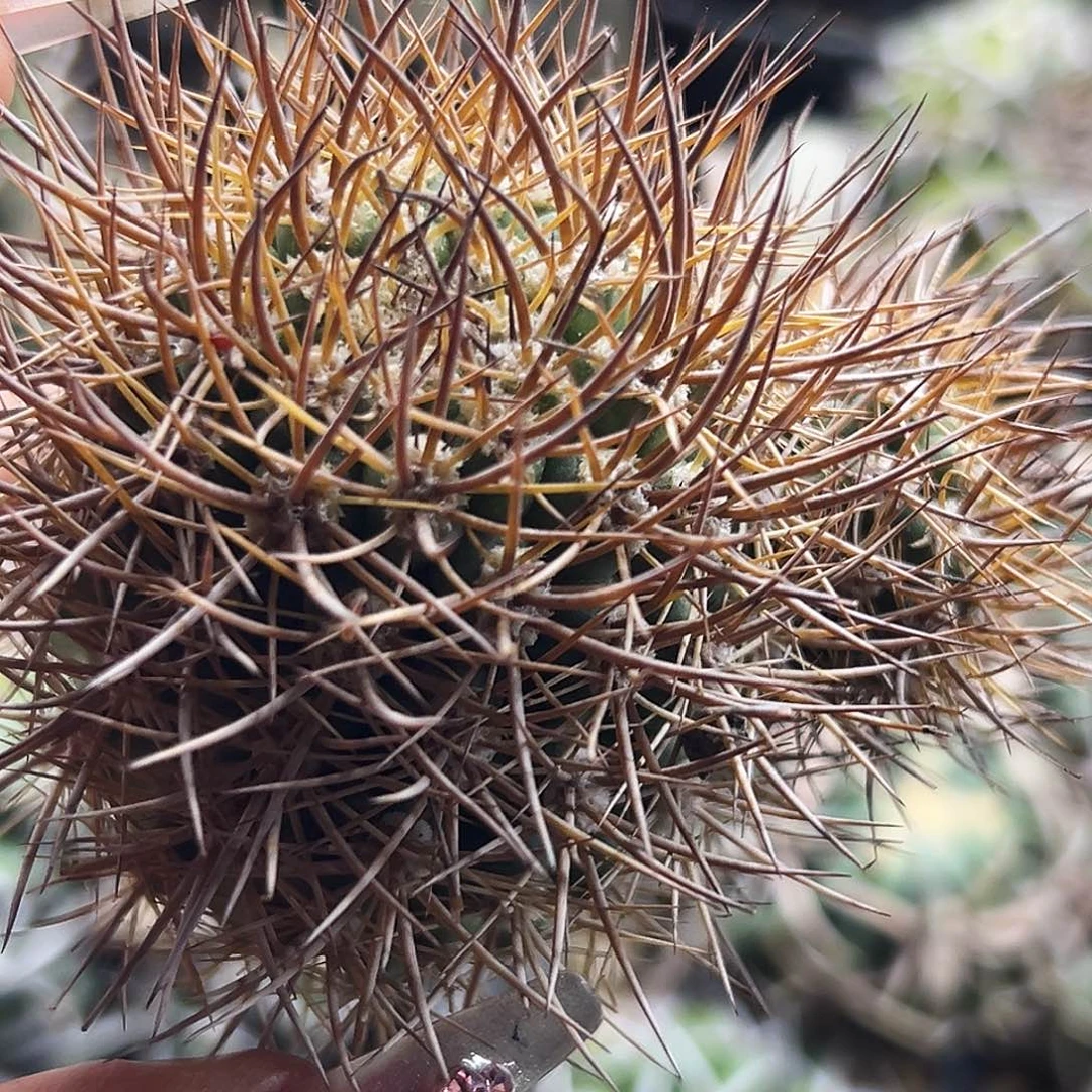 金刺逆豹仙人球66666666