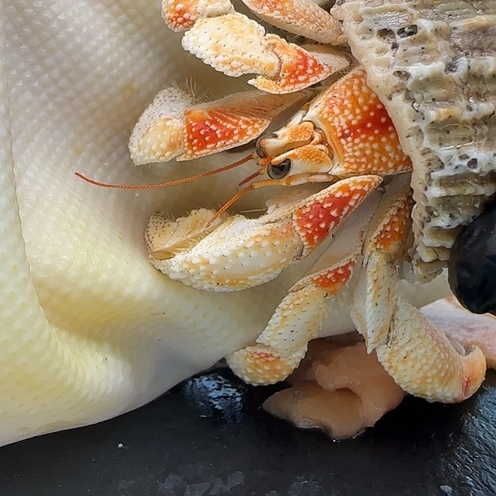 A57毛球2.6cm口径