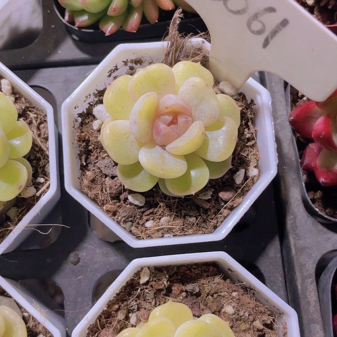 再**…白恋e061一物一拍