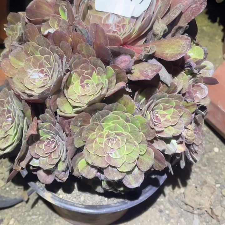 多肉植物法师119花月夜