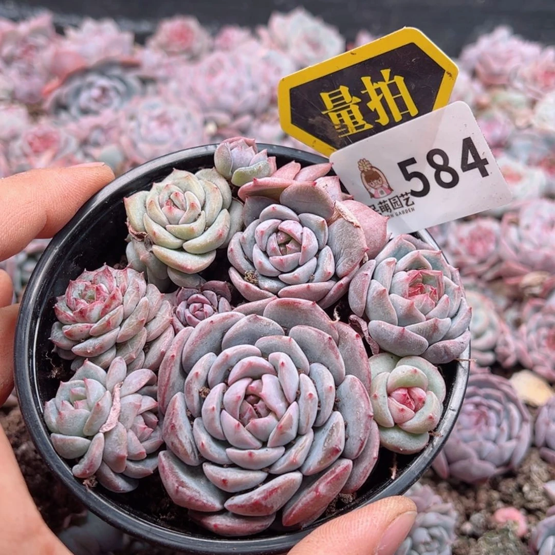 多肉植物多肉植物