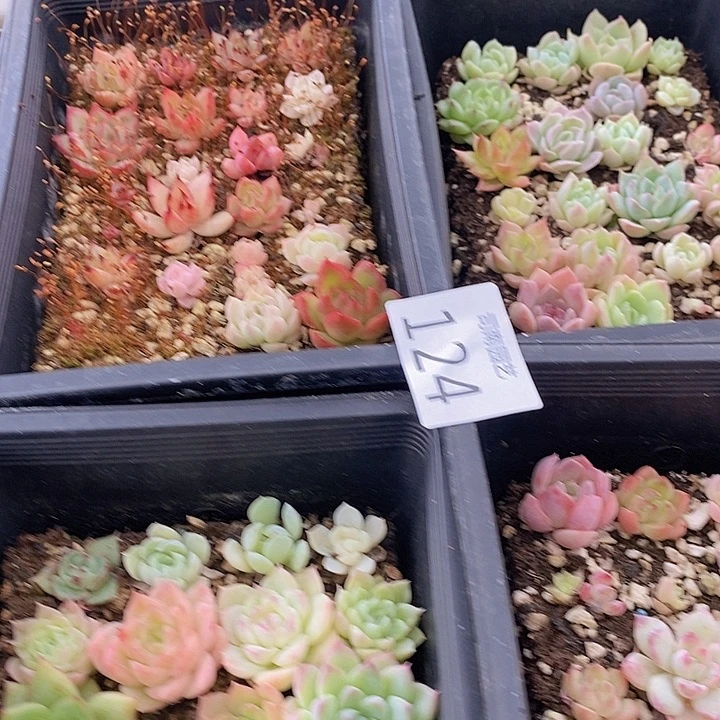 124  多肉植物盆栽花卉