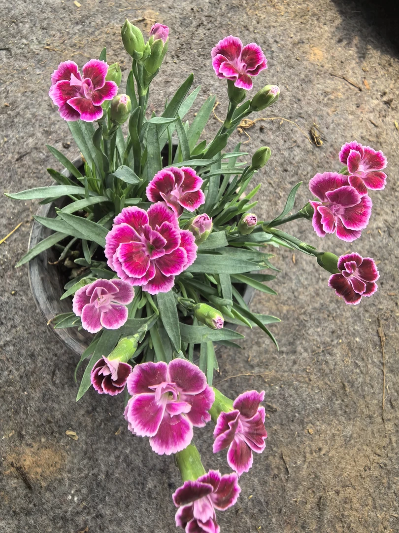 【初吻】110满五包邮盆耐旱耐寒盆栽地栽