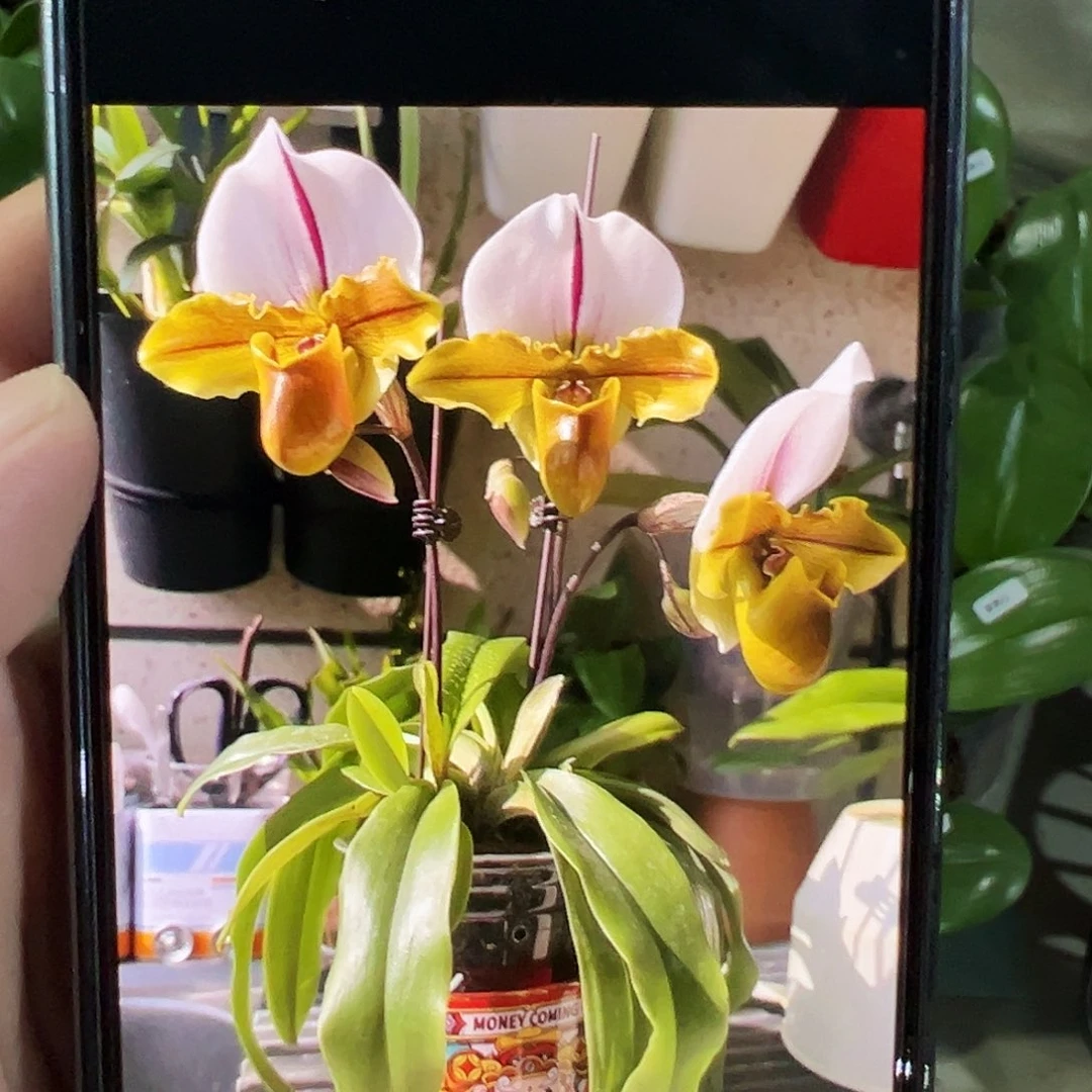 当前无花栽培后可以开花兜兰青蛙兜