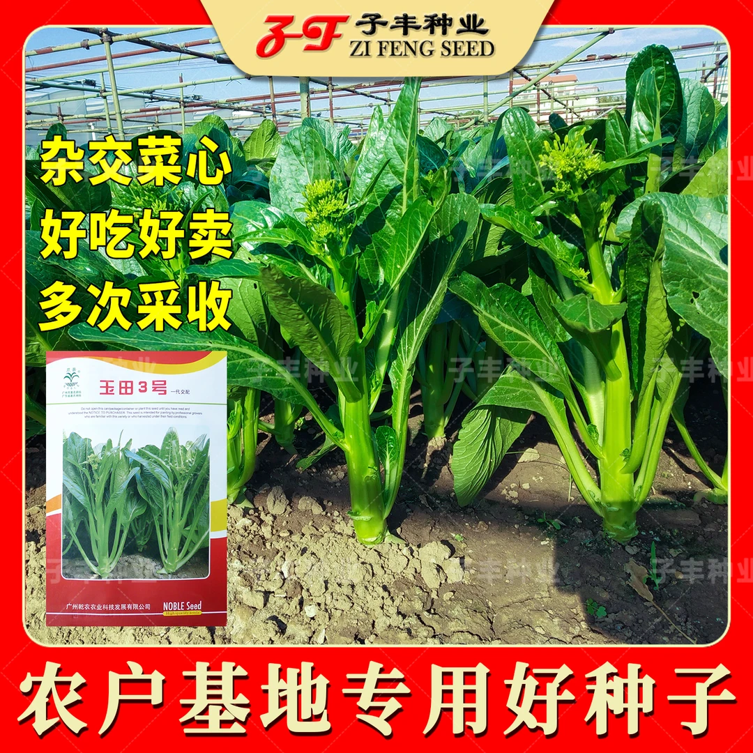 乾农玉田2号3号杂交菜心种子春秋四季油青粗条广东甜菜心种籽蔬菜