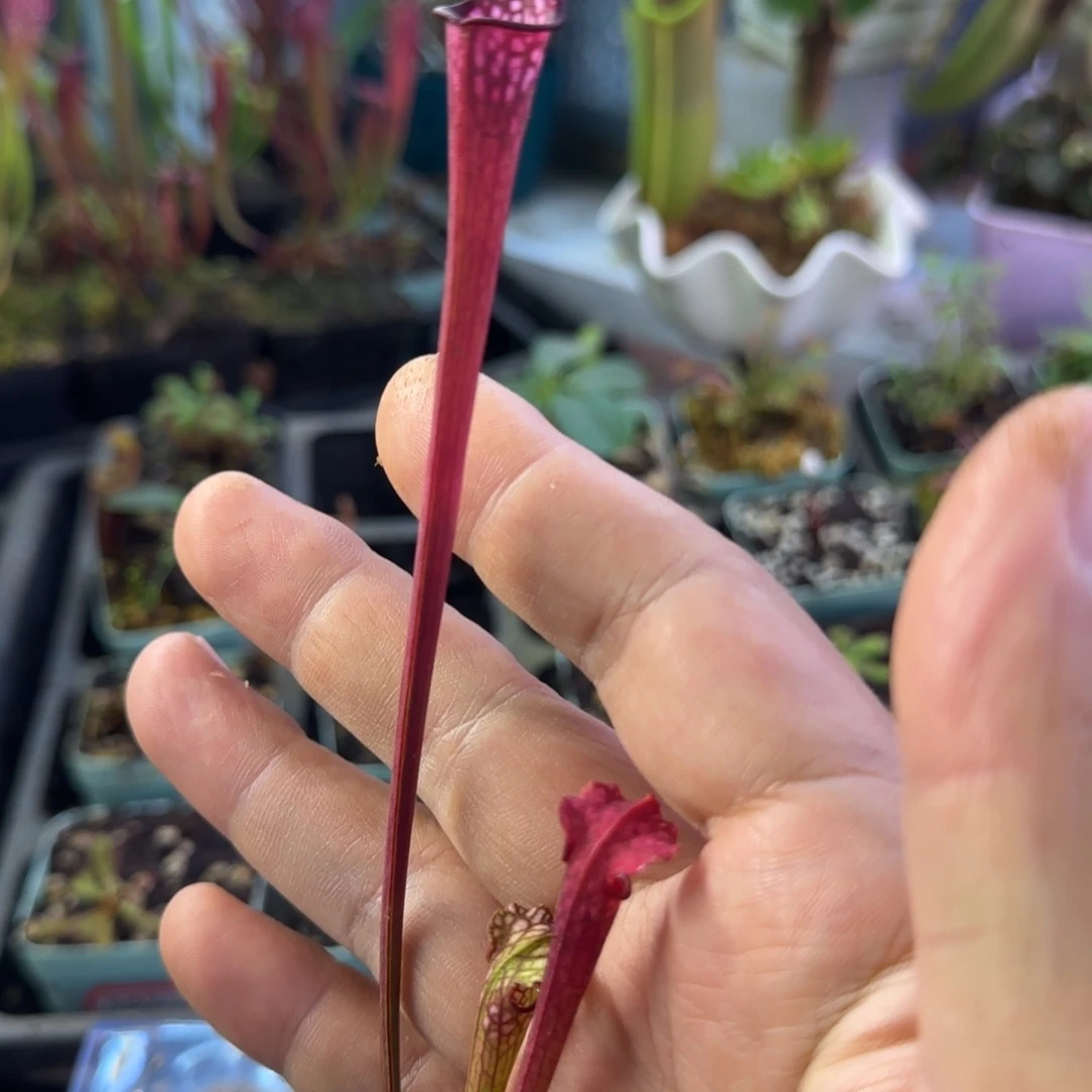 偶***云完全开放SL6瓶子草