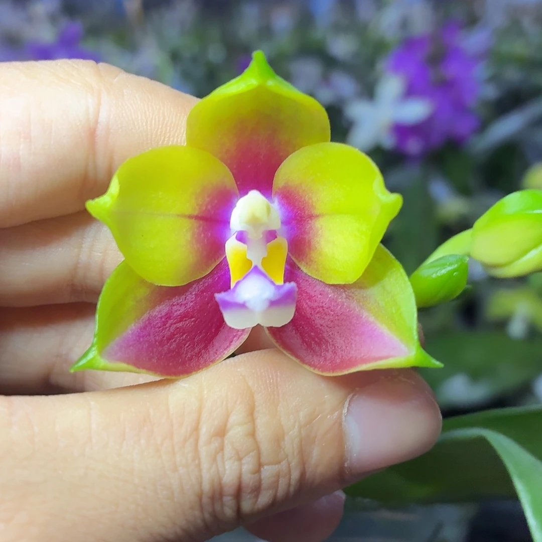 当前无花朵，栽培后可花朵A043春雨彩虹