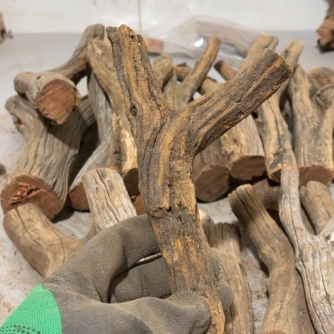 大果紫檀（缅甸花梨）安*?